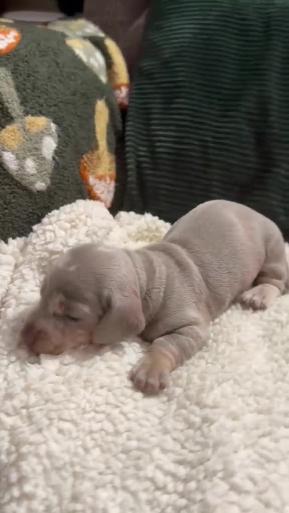 Miniature Dachshund dogs for sale: Beautiful miniature dachshund puppies  in Durham - Video 1
