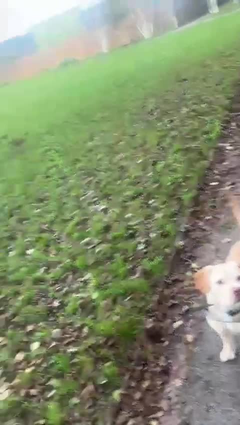 Mixed Breed dogs for sale: 🐾Milo- 1 years old American bully x cockapoo💙 - Video 1