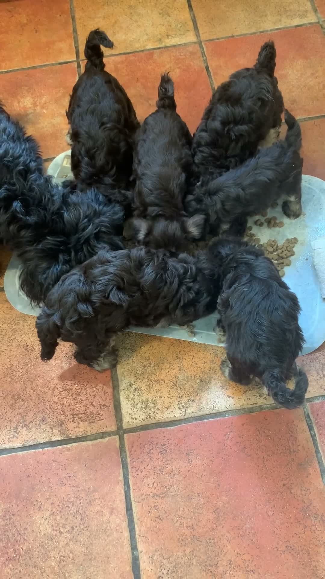 Miniature Schnauzer dogs for sale: 🐾Stunning Miniature Schnauzer Puppies 🐾 - Video 2