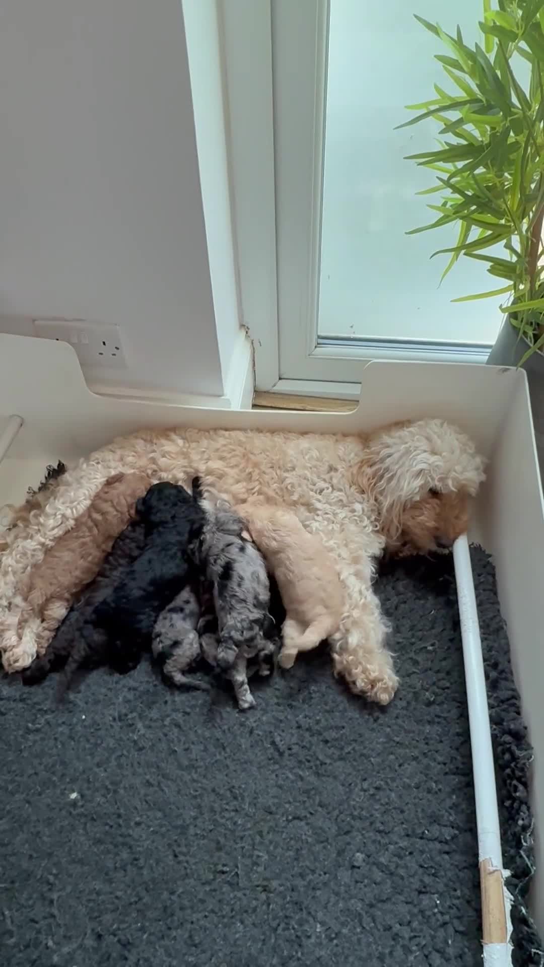 Labradoodle dogs for sale: Our Therapy Dog has had a litter of Labradoodles  - Video 4