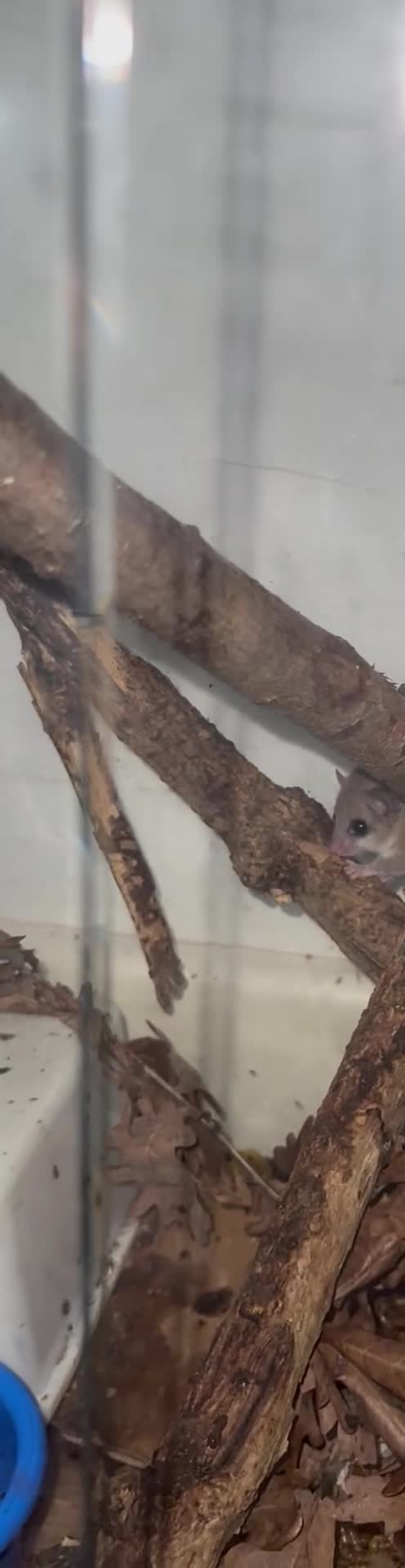 Mouse rodents for sale: African Pygmy mice  - Video 2