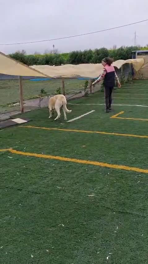 Mixed Breed dogs for adoption: Coco – A Sweet 2-Year-Old Mastín desperate  in Hengoed - Video 2