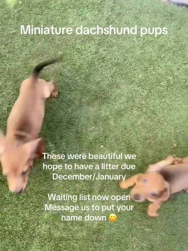 Miniature Dachshund dogs for sale: Kc registered cream miniature dachshund  - Video 1