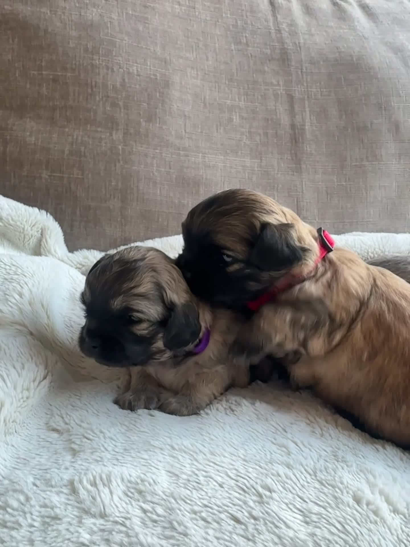 Mixed Breed dogs for sale: Stunning Chihuahua X puppies.  - Video 1