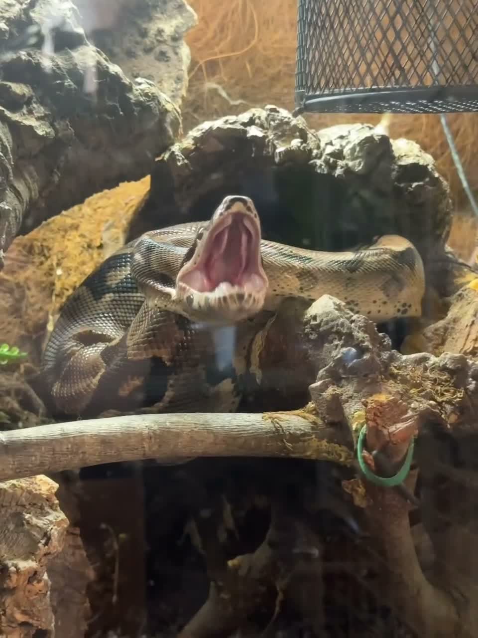 Boa Snake reptiles for sale: BCI Male Boa Constrictor Imperator 7 yrs 6-7ft - Video 1