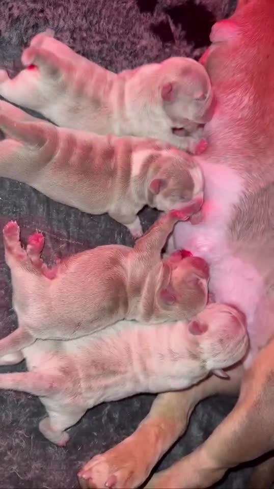 American Bully dogs for sale: 6 top quality  exotic bulls - Video 2