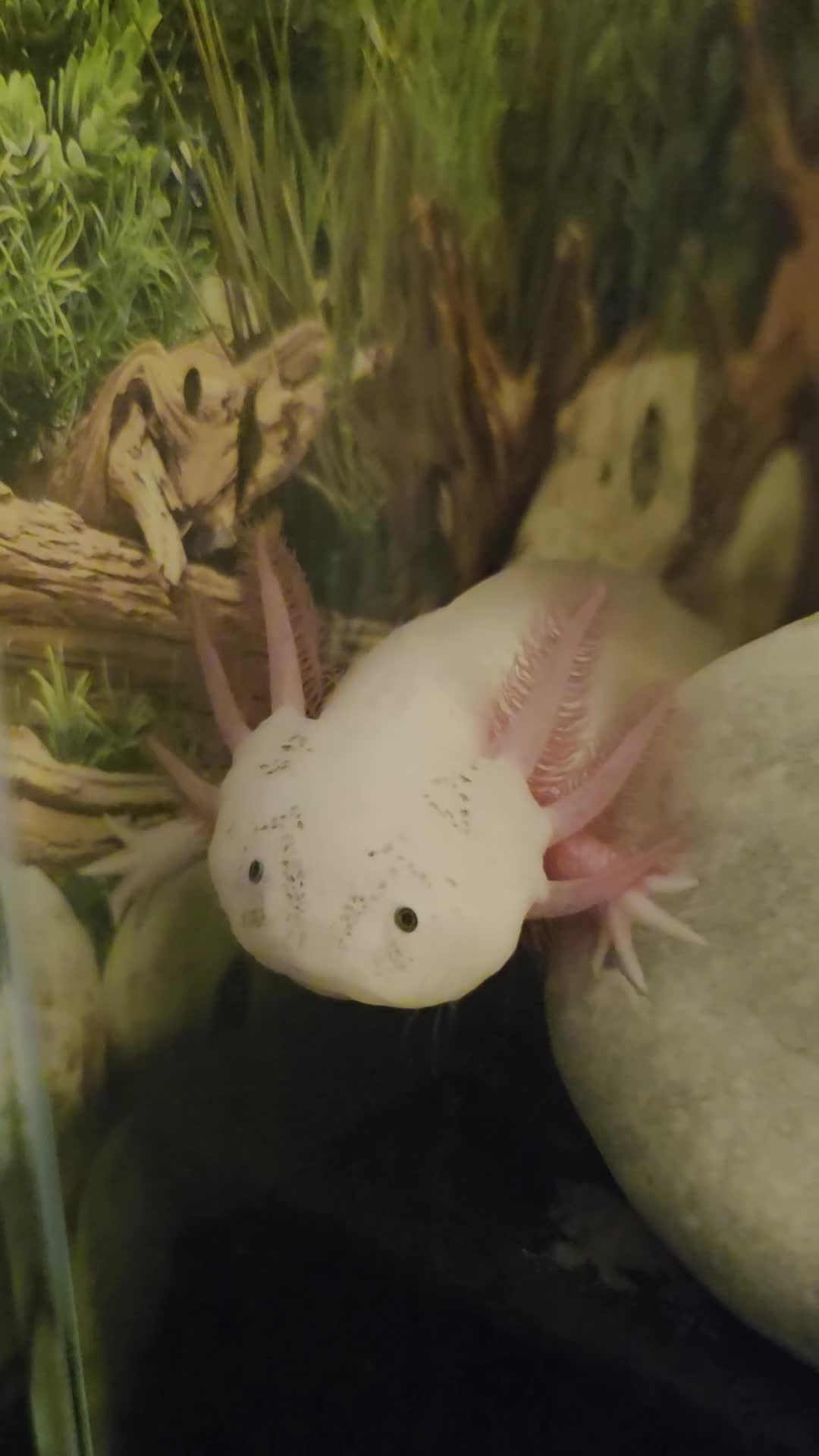 Axolotl reptiles for sale: Baby Leucistic Axolotls  in Guildford - Video 1