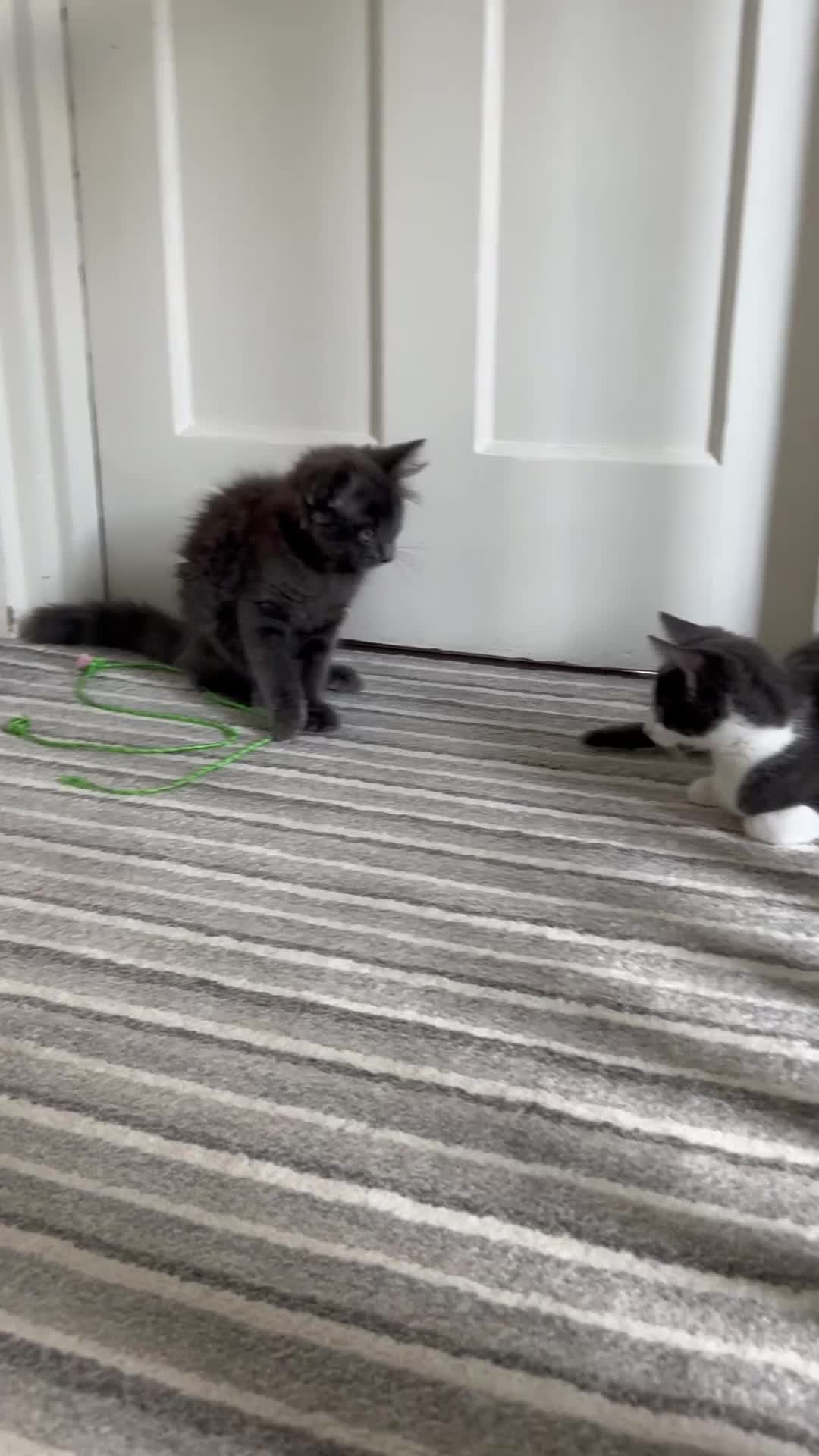 Russian Blue cats for sale: Incredible kittens  - Video 2