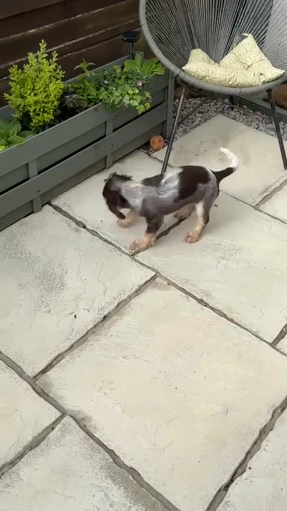 Cocker Spaniel dogs for sale: Beautiful HHT clear little show cocker girl - Video 1