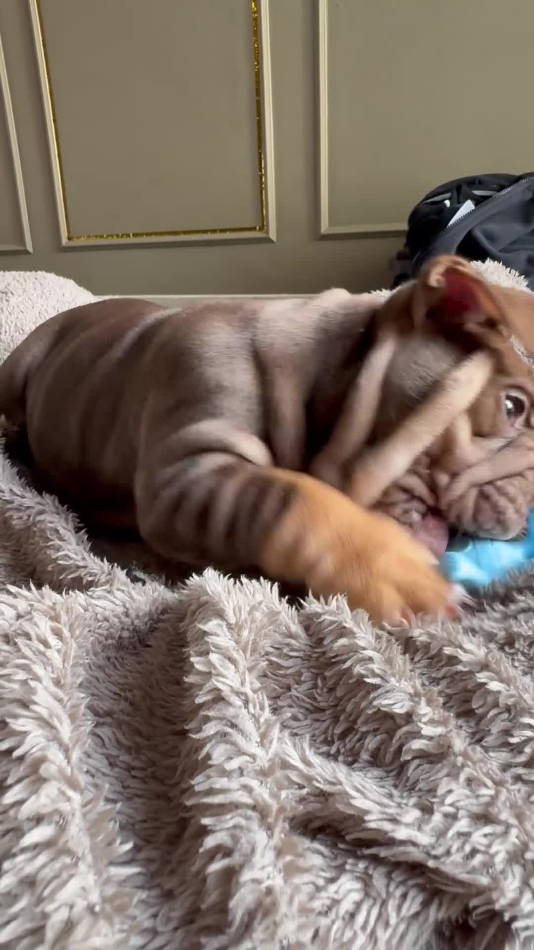 English Bulldog dogs for sale: English bulldog puppies  - Video 1