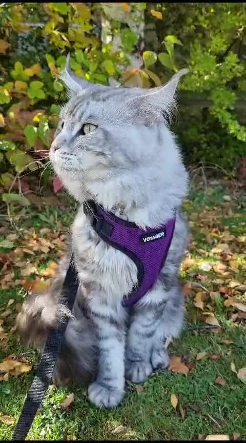 Maine Coon cats for stud: Tica Stud, Russian Lines, in  **  Boots ad - Video 2