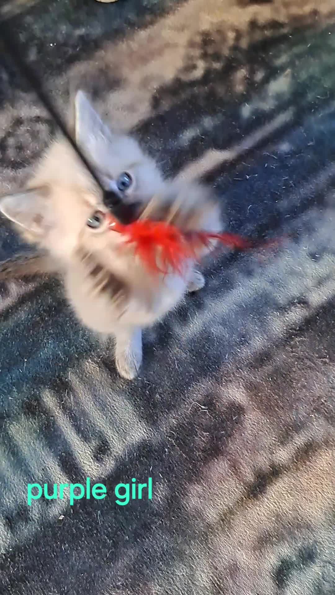 Mixed Breed cats for sale: Asap beautiful kittens available  - Video 2