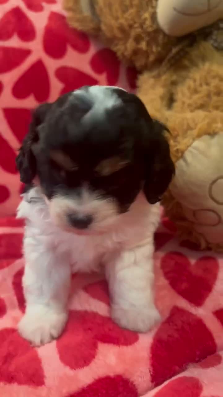 Cavapoo dogs for sale: Cavapoo babies Tri colour Heakth tested Parents  - Video 1