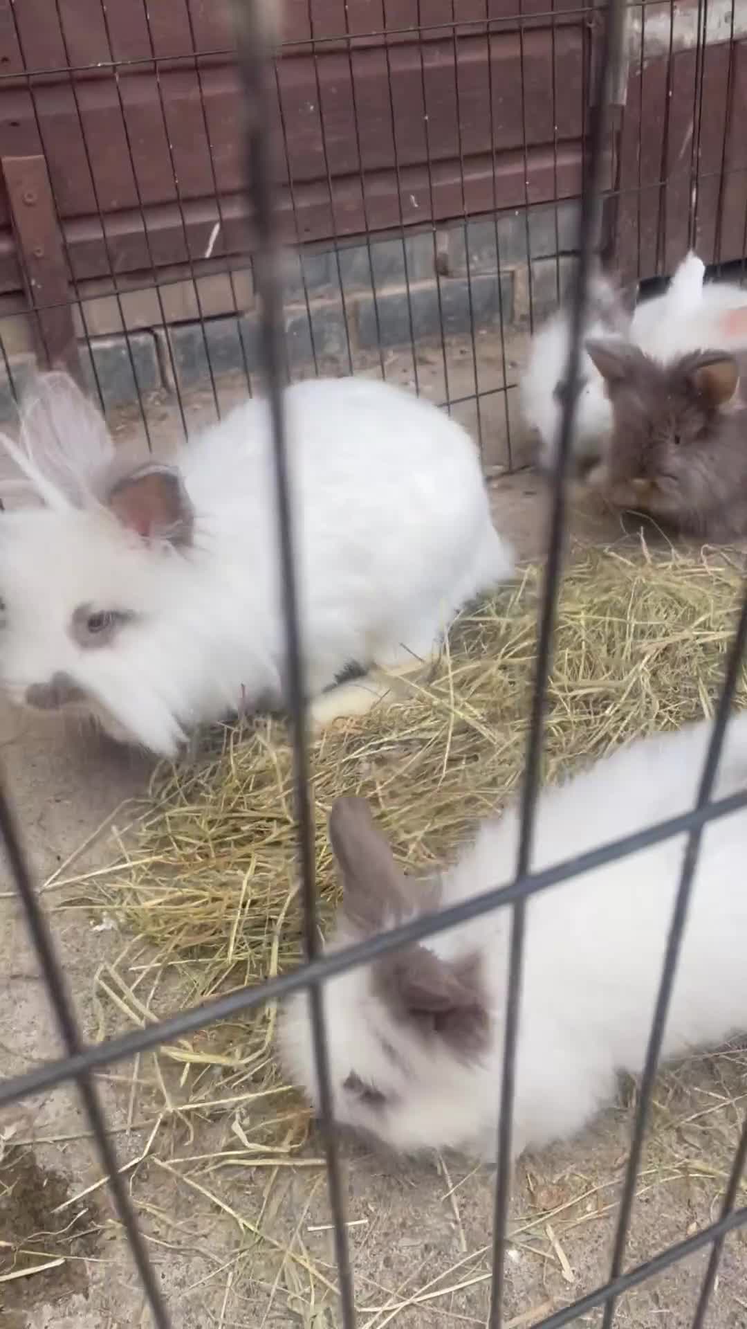 Lionhead rabbits for sale: Beautiful Baby Lionhead Bunnies  - Video 1