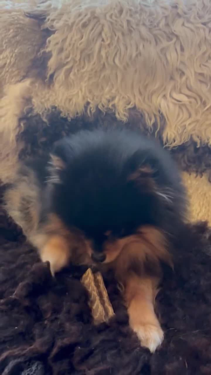 Pomeranian dogs for sale: Pomeranian Male - Video 3