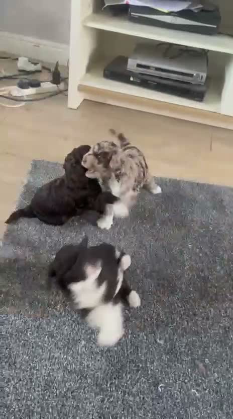 Mixed Breed dogs for sale: Outstanding & Rare Miniature x Toy Poodle Puppies  in Bangor - Video 1