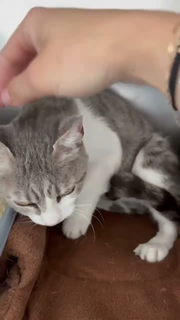 Mixed Breed cats for adoption: Greta for adoption - Video 2
