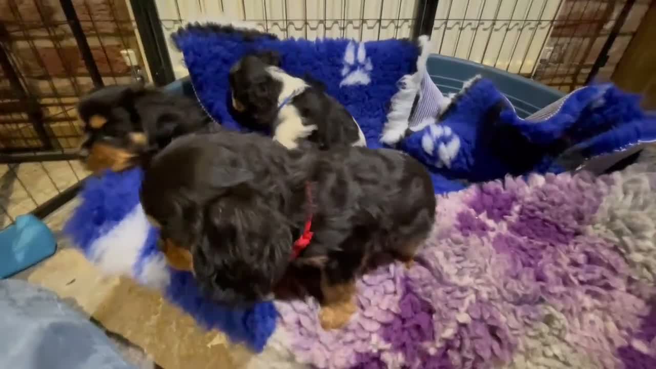 Cavalier King Charles Spaniel dogs for sale: Cavalier King Charles puppies  - Video 2