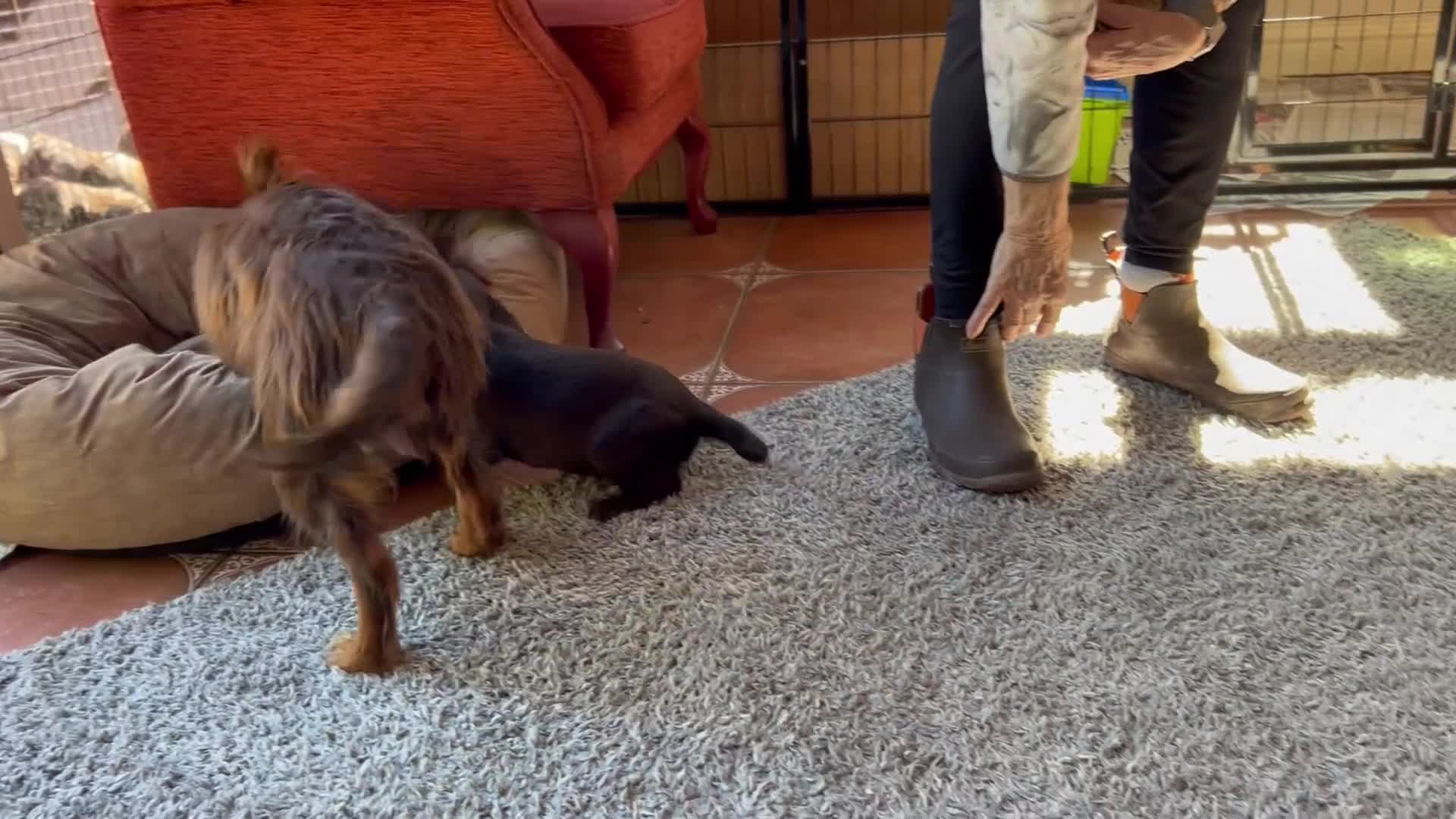 Cocker Spaniel dogs for sale: ✨READY NOW KC & DNA Tested Pup Licensed Breeder ✨ - Video 3