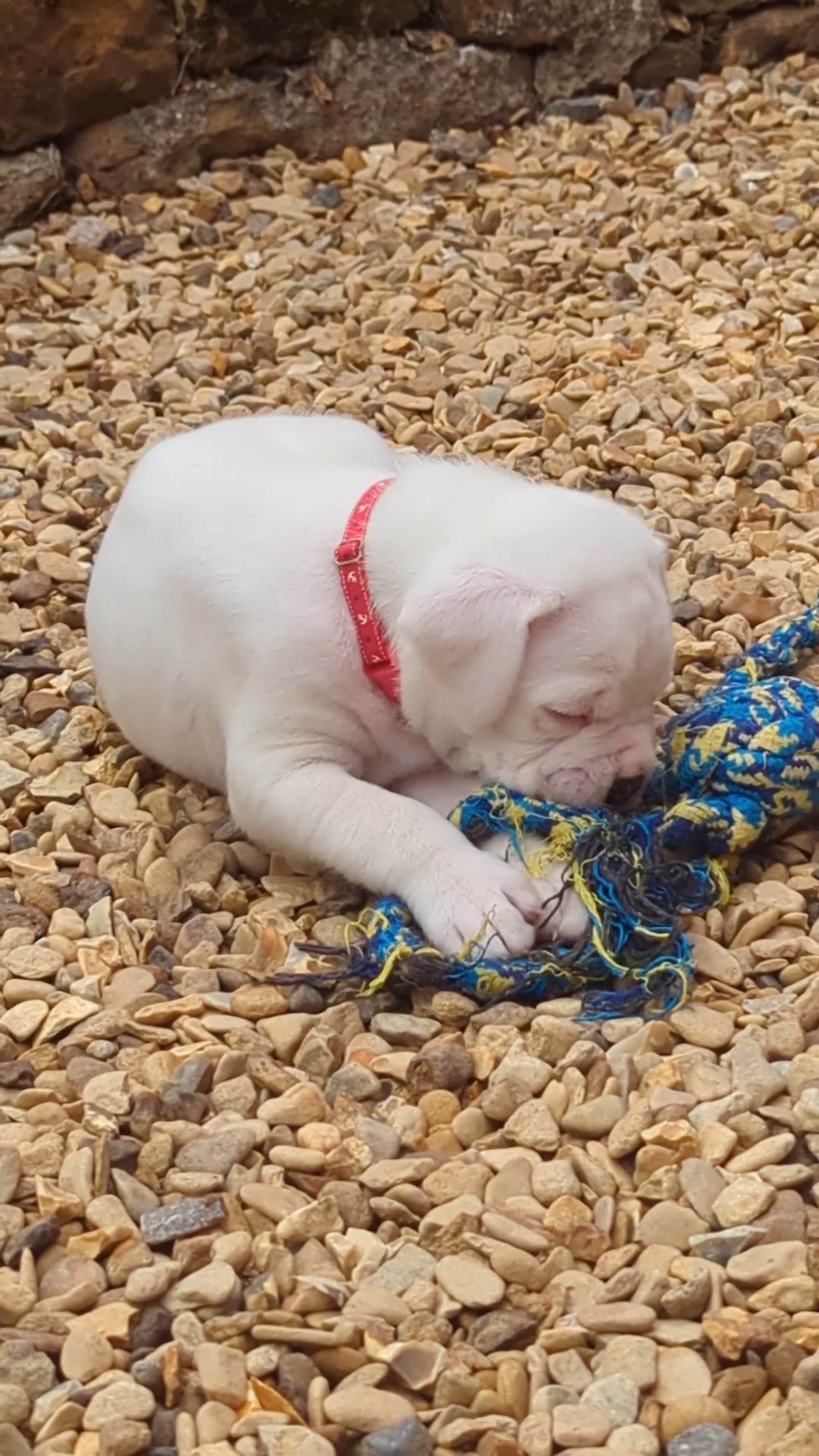 Boxer dogs for sale: Zero heart score mum. Only one puppy left - Video 1
