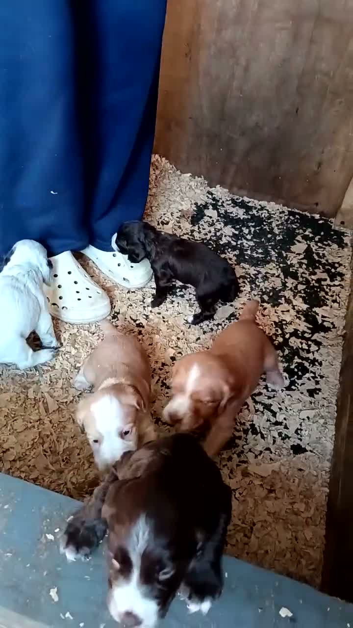 Cocker Spaniel dogs for sale: KC REGISTERED COCKERS - Video 1