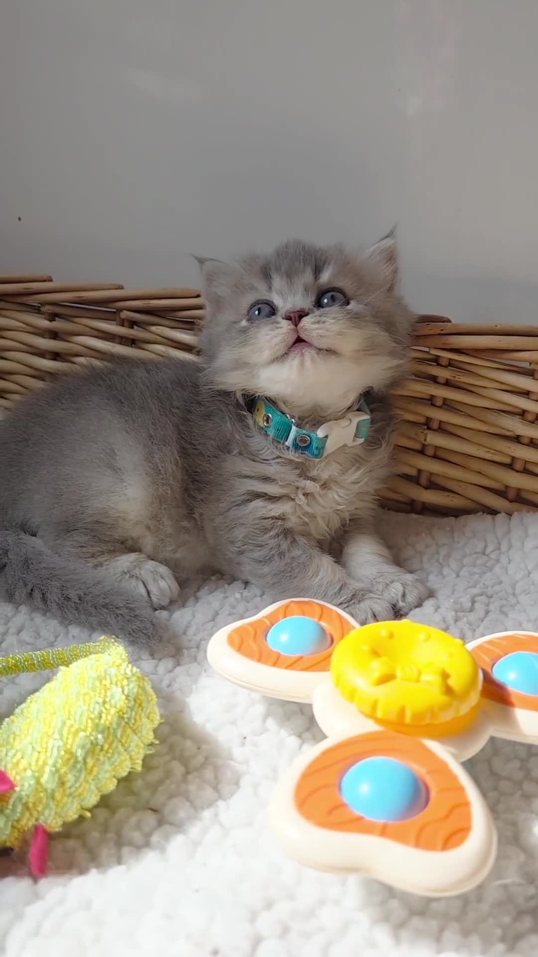 British Shorthair cats for sale: 🧡💙 British Longhair Babies 💙🧡 - Video 5