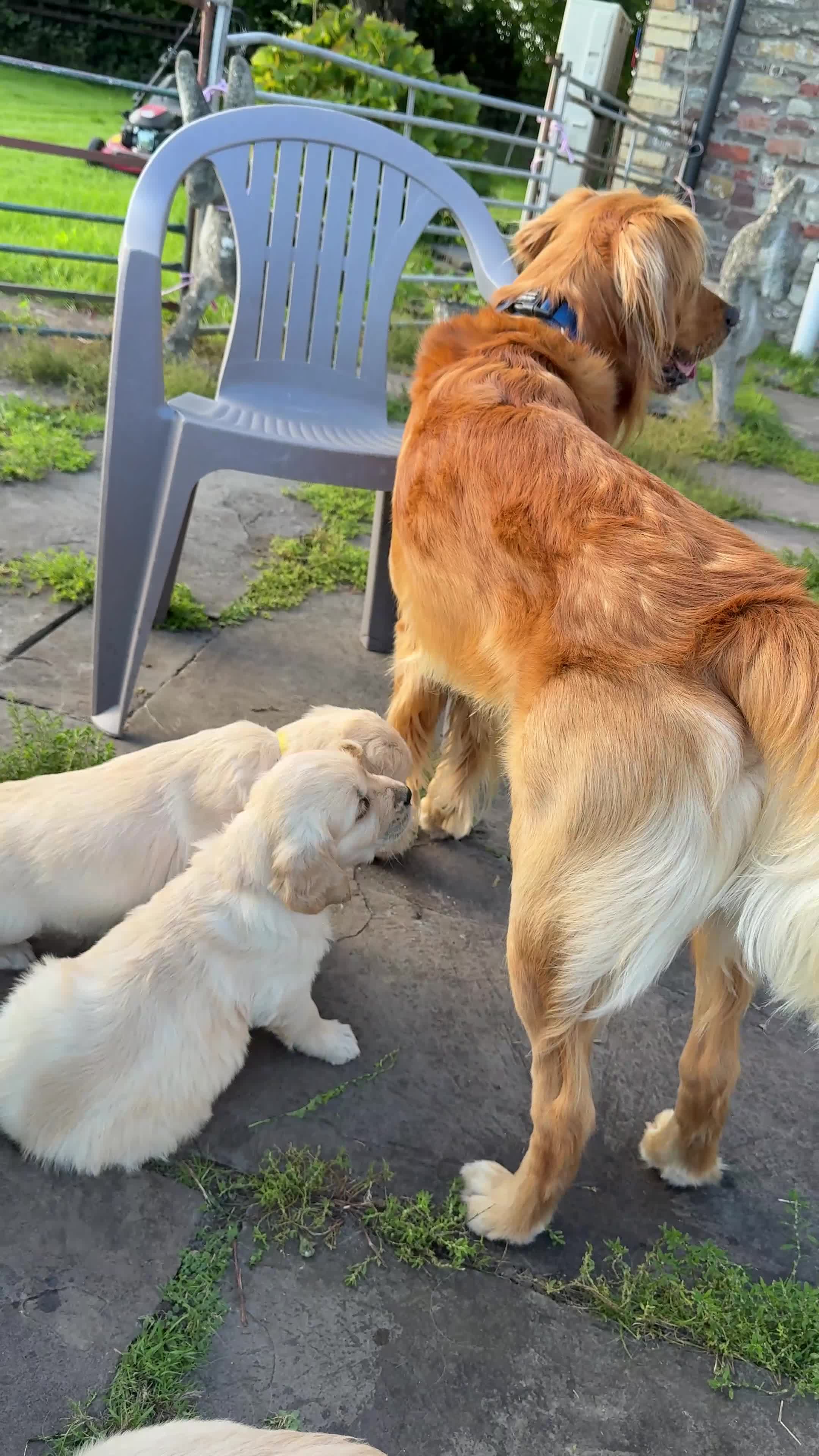 Golden Retriever dogs for stud: HANDSOME DARK GOLDEN RETRIEVER STUD-PICK OF LITTER - Video 1