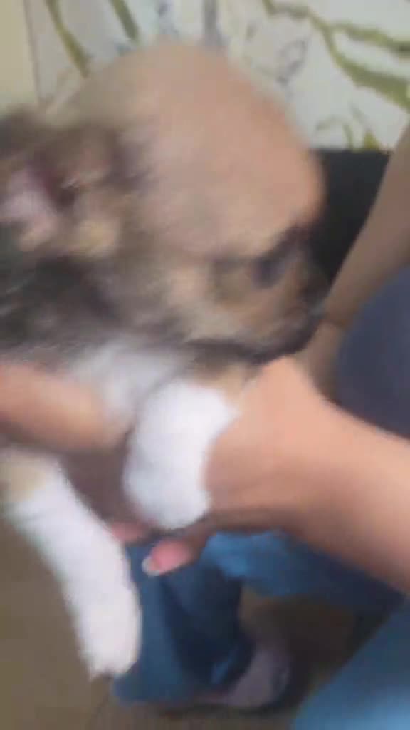 Mixed Breed dogs for sale: Chihuahua  in Nottingham - Video 3
