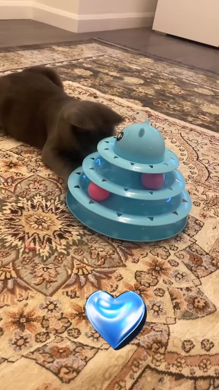 British Shorthair cats for sale: Blue British Shorthair Male, 8 Months – £1,200 - Video 1