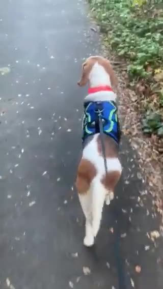 Beagle dogs for adoption: Blaze needs his forever home - Video 1