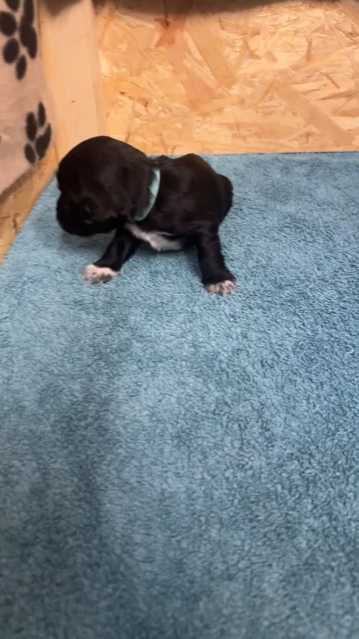 Cocker Spaniel dogs for sale: Working cocker spaniel pups - Video 1