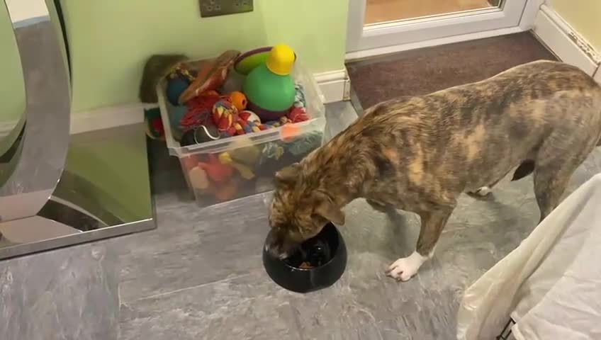 Mixed Breed dogs for adoption: Dilly  - Video 3