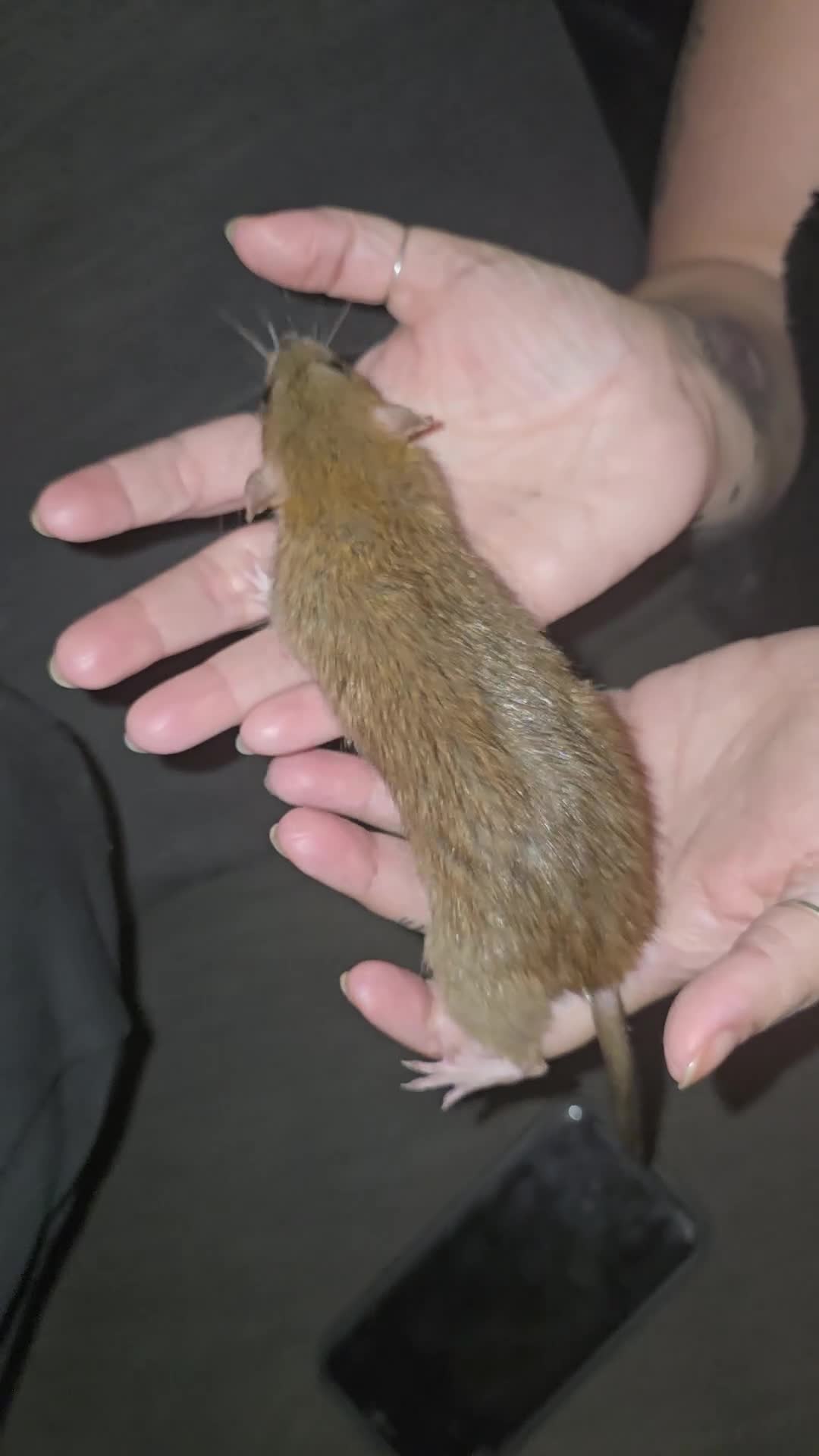 Rat rodents for sale: Dumbo Dwarf Rats - Video 1