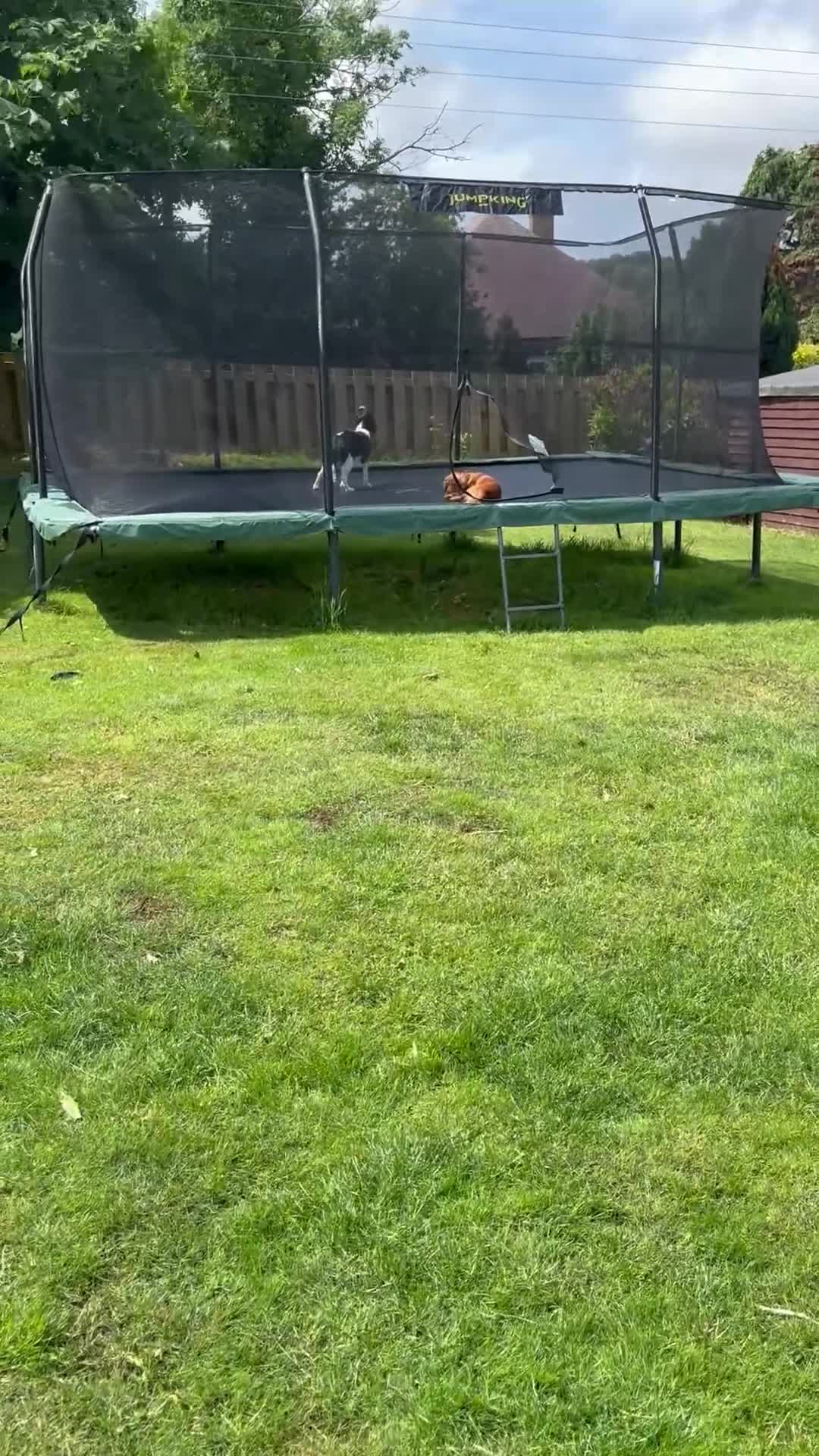 Cockalier dogs for sale: Rehoming Two Young Female Spaniels  - Video 2