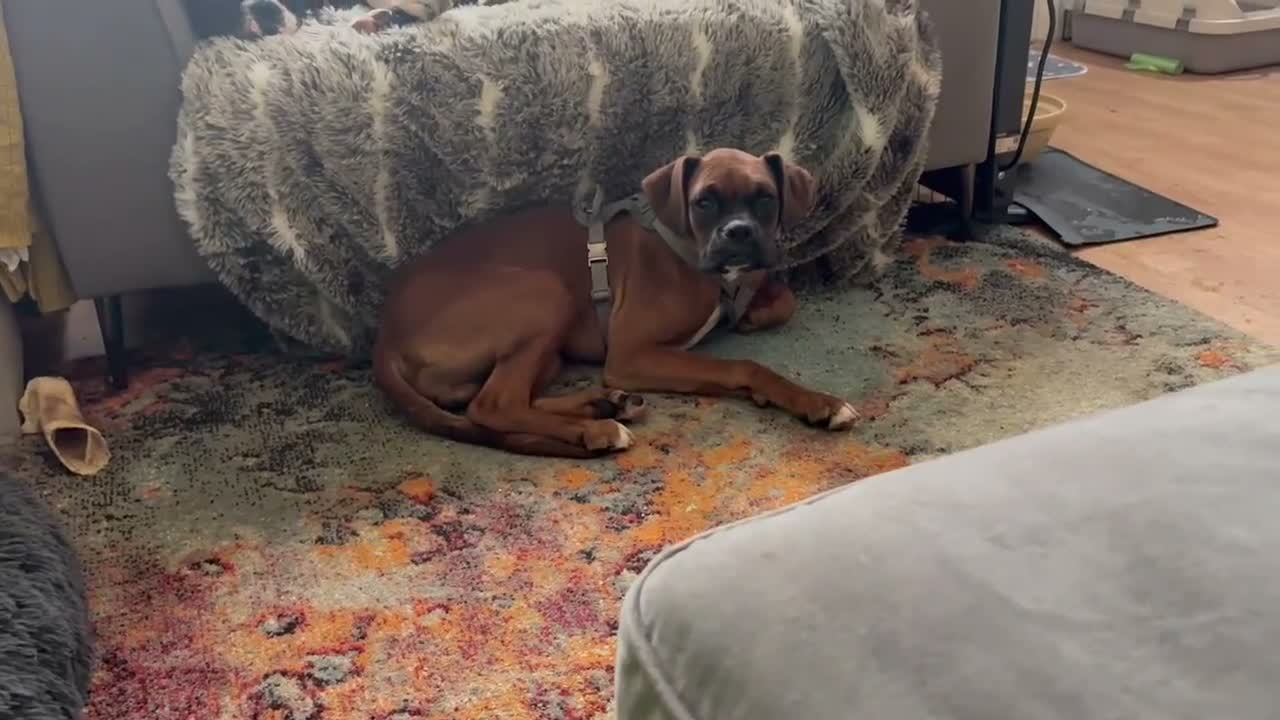 Boxer dogs for sale: Boxer puppy for sale in Leeds - Video 1