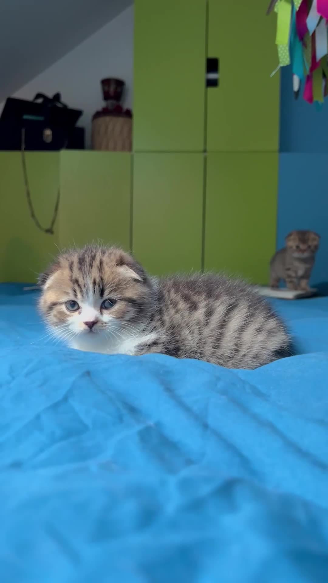 Scottish Fold cats for sale: Adorable Scottish Fold kittens 🐈‍⬛  - Video 2