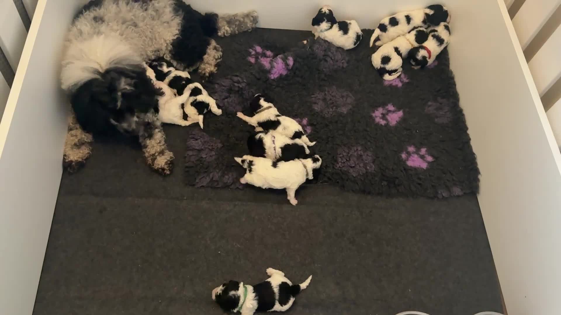Miniature Poodle dogs for sale: KC parti colour miniature poodle puppies - Video 1