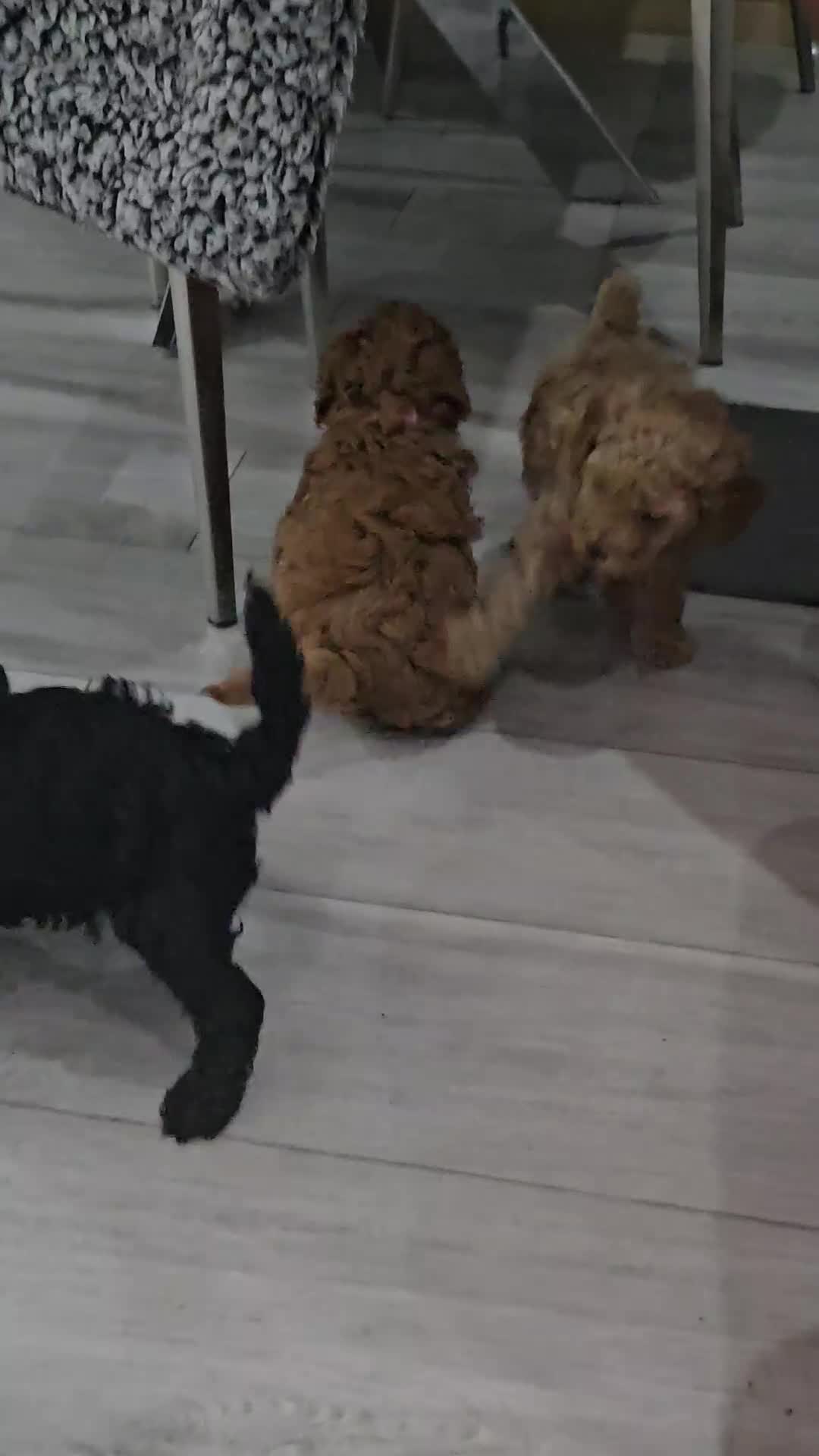 Miniature Poodle dogs for sale: Miniature poodle pups - Video 3