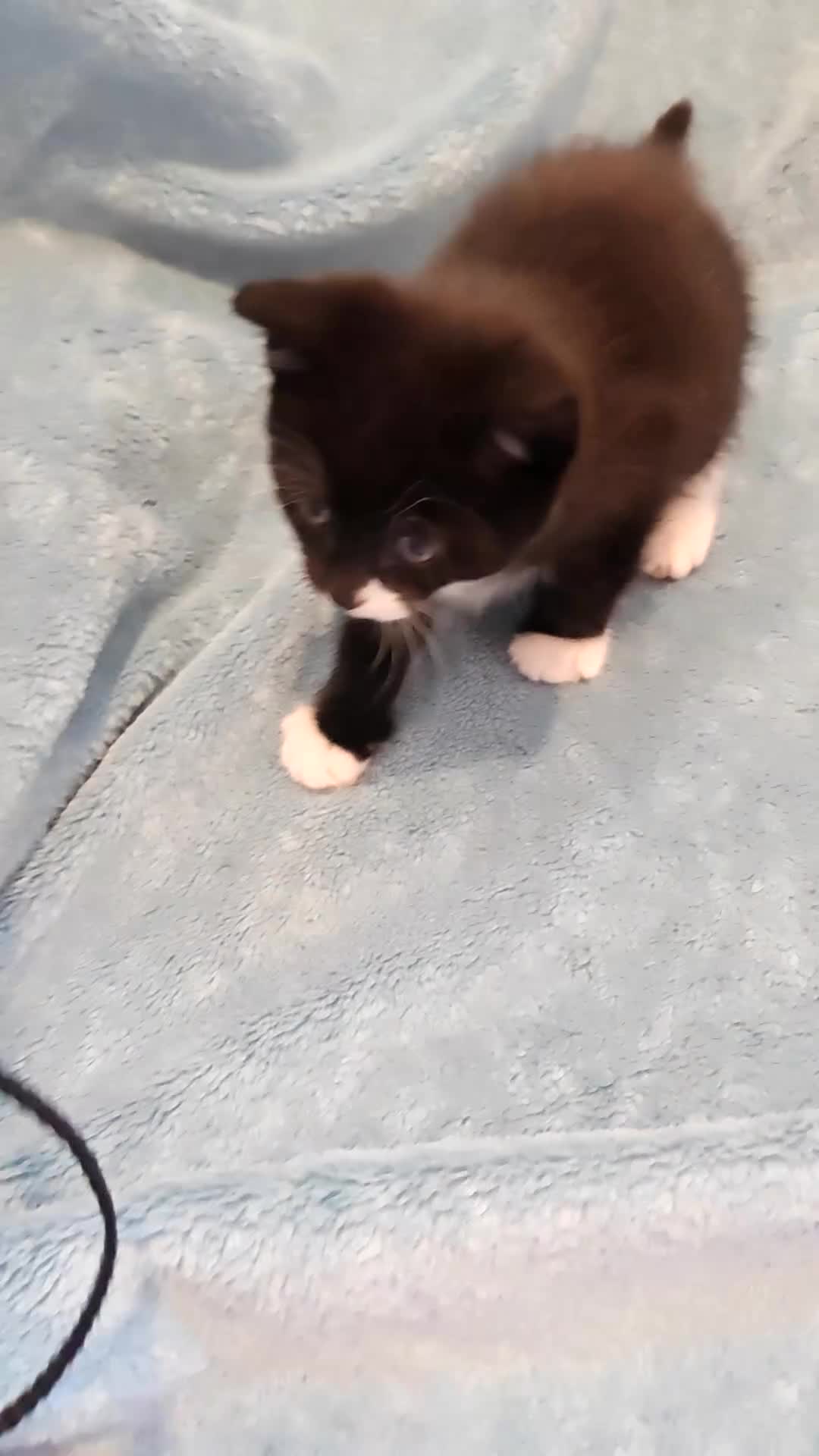 Mixed Breed cats for sale: MALE KITTENS VIDEOS - Video 3