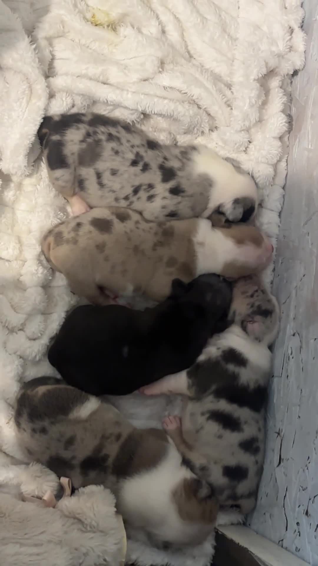 American Bully dogs for sale: Pocket bully puppies Merle fawn pied tri in Cheltenham - Video 1
