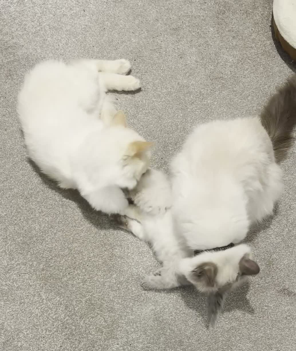 Ragdoll cats for sale: Perfect Beautiful Little Ragdoll Boy - Video 1