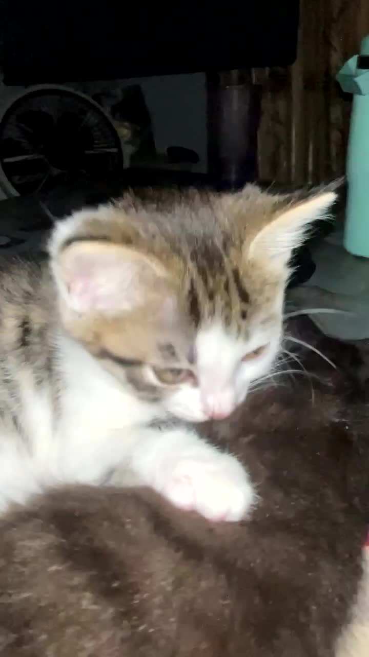 Domestic Shorthair cats for sale: cute kitten looking for a new home  - Video 1