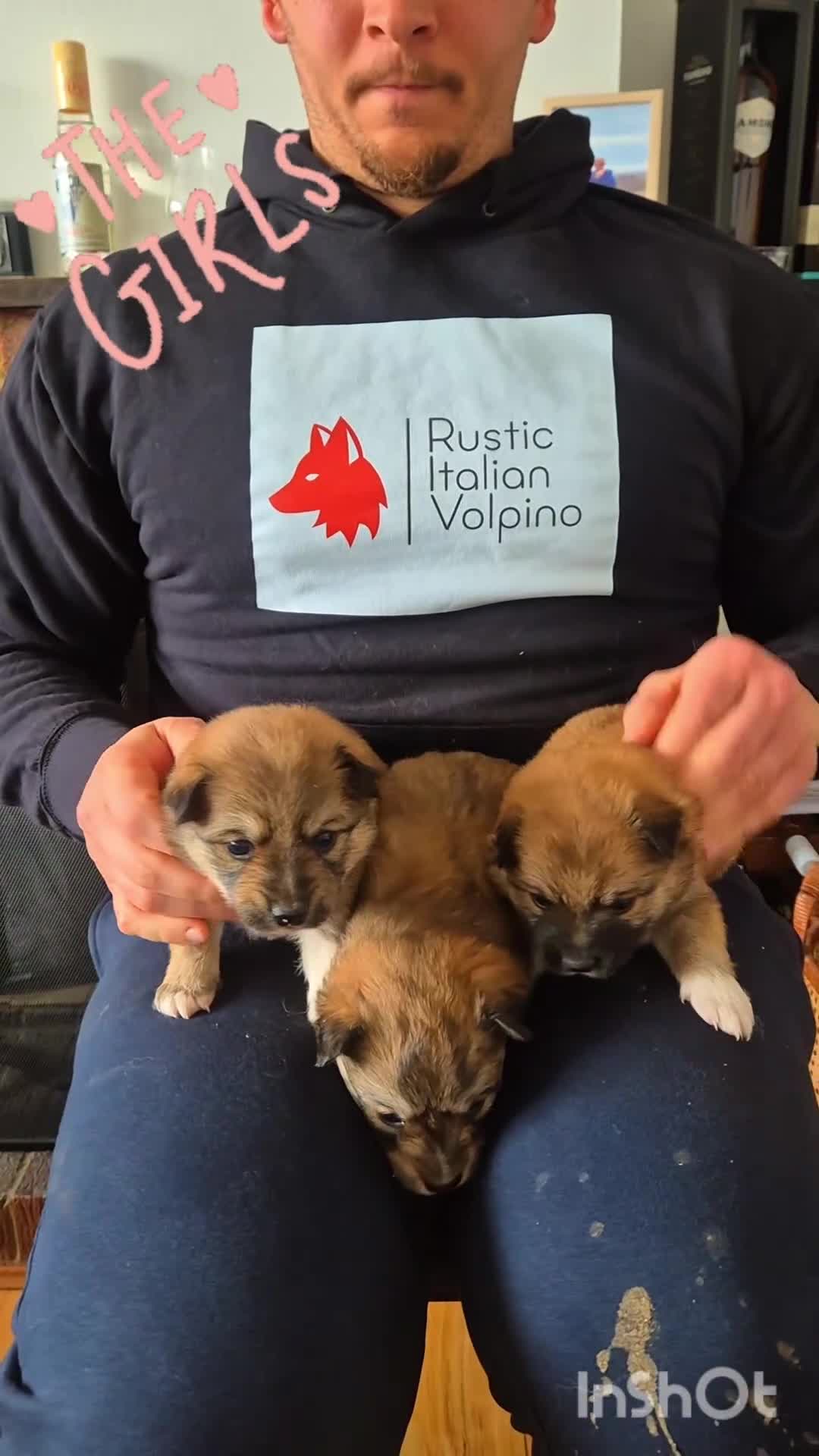 Mixed Breed dogs for sale: Italian Volpino puppies 🦊  - Video 1