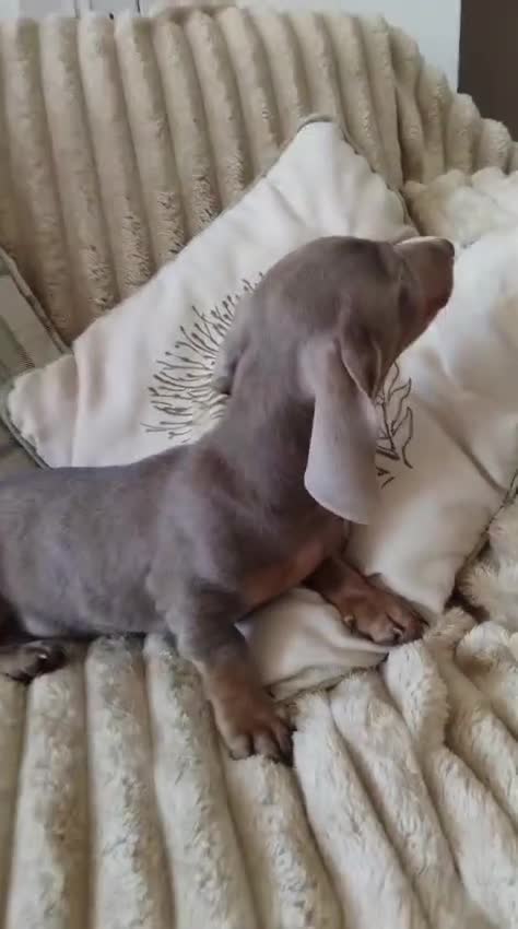 Dachshund dogs for sale: 6 little dachunds for sale  - Video 2