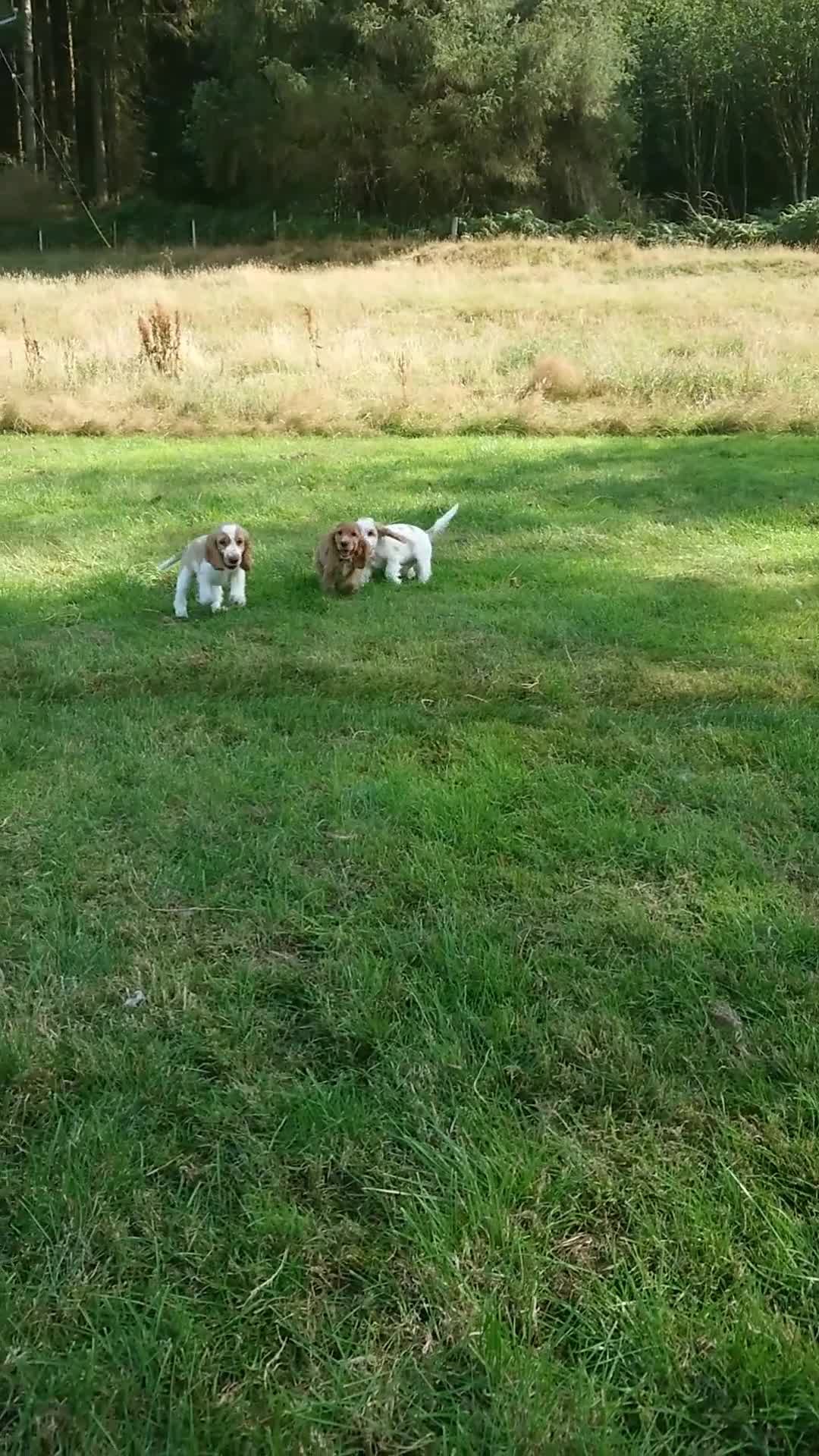 Cocker Spaniel dogs for sale: Golden Roan Full Health Tests Showline KC Reg Pups - Video 3
