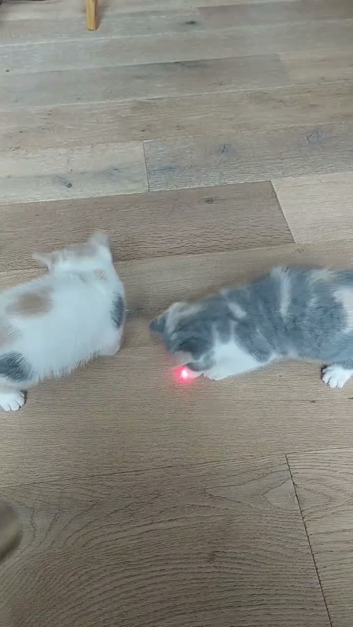British Shorthair cats for sale: 5 GCCF REGISTERED KITTENS - Video 3