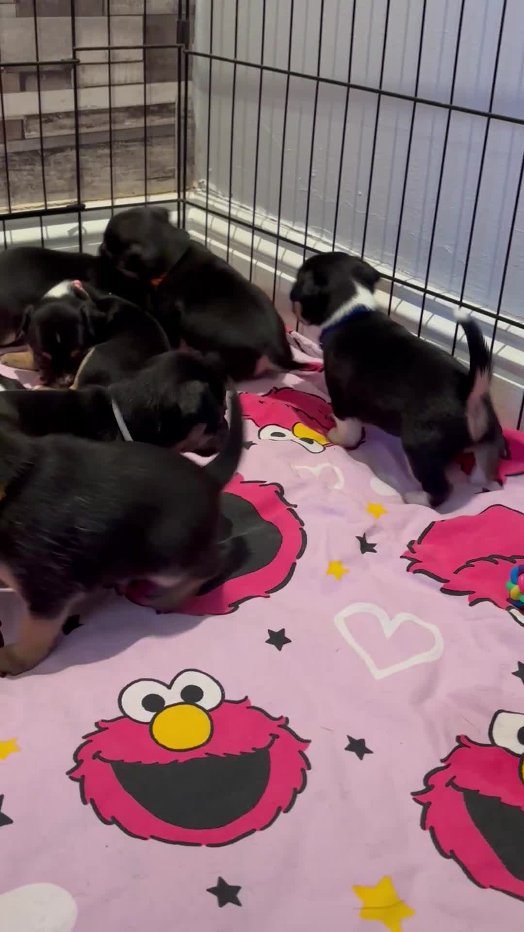 Jack Chi dogs for sale: Puppies 1/4 Jack Russell 3/4 chihuahua  - Video 1