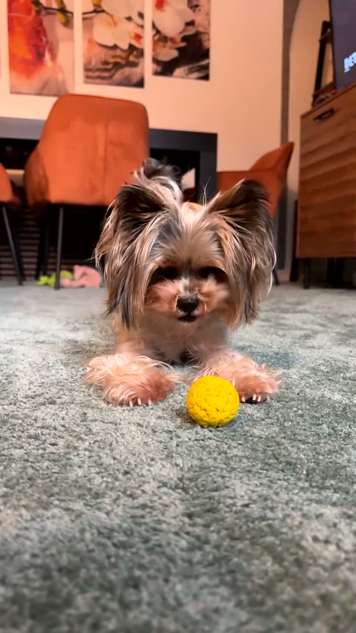 Biewer Terrier dogs for sale: Biewer Terrier looking for forever loving home in Glasgow - Video 1
