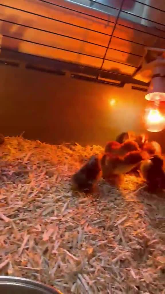 Chickens poultry for sale: Mix of pekin bantam and frizzled pekins chicks  - Video 1