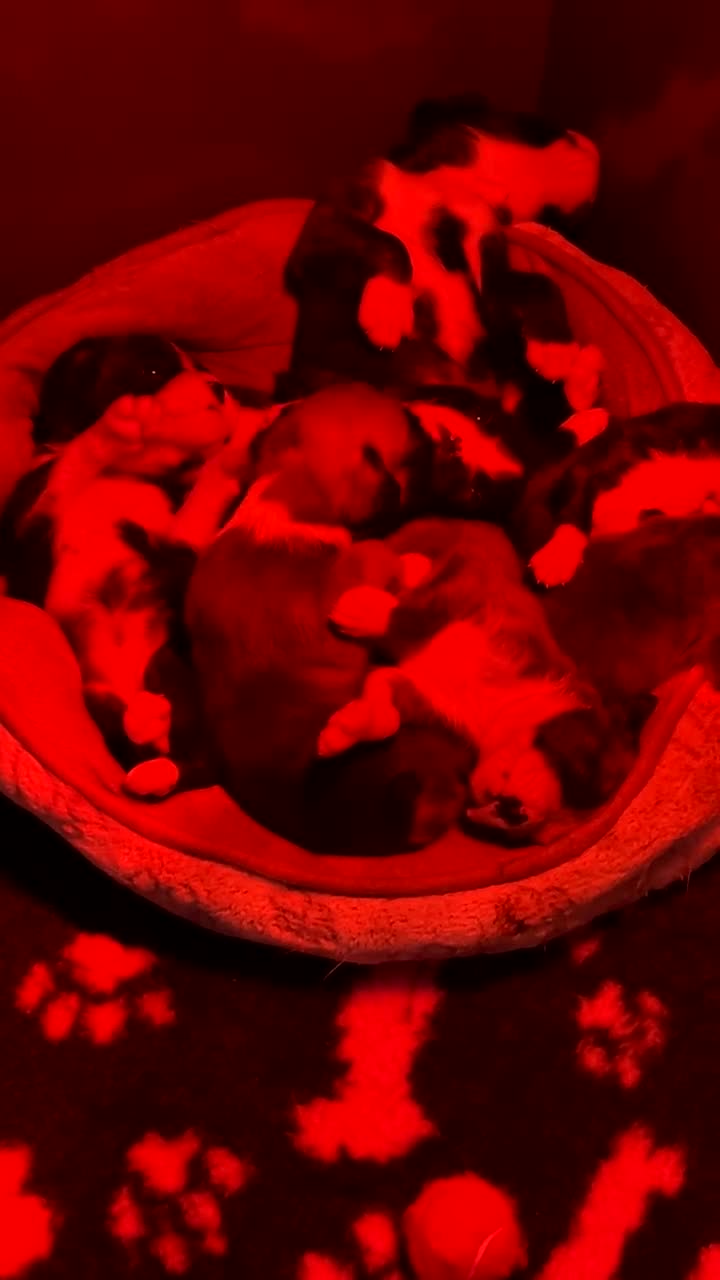 Boxer dogs for sale: Kc registered boxer puppies  - Video 1